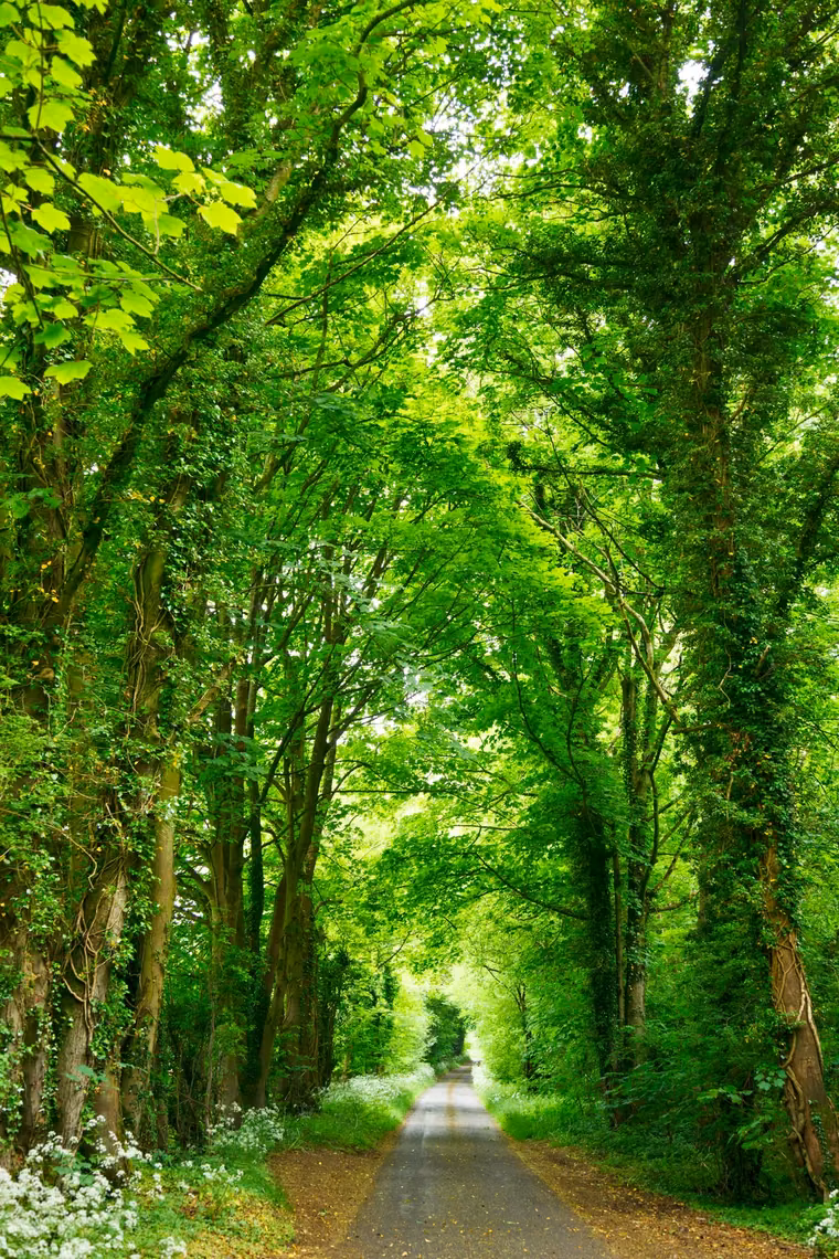 A road running away between two lines of trees in full leaf