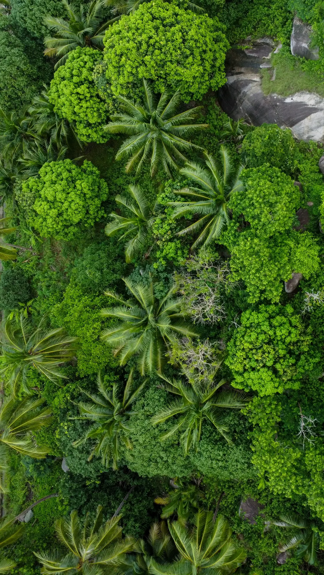 Dense green canopy seen from directly above