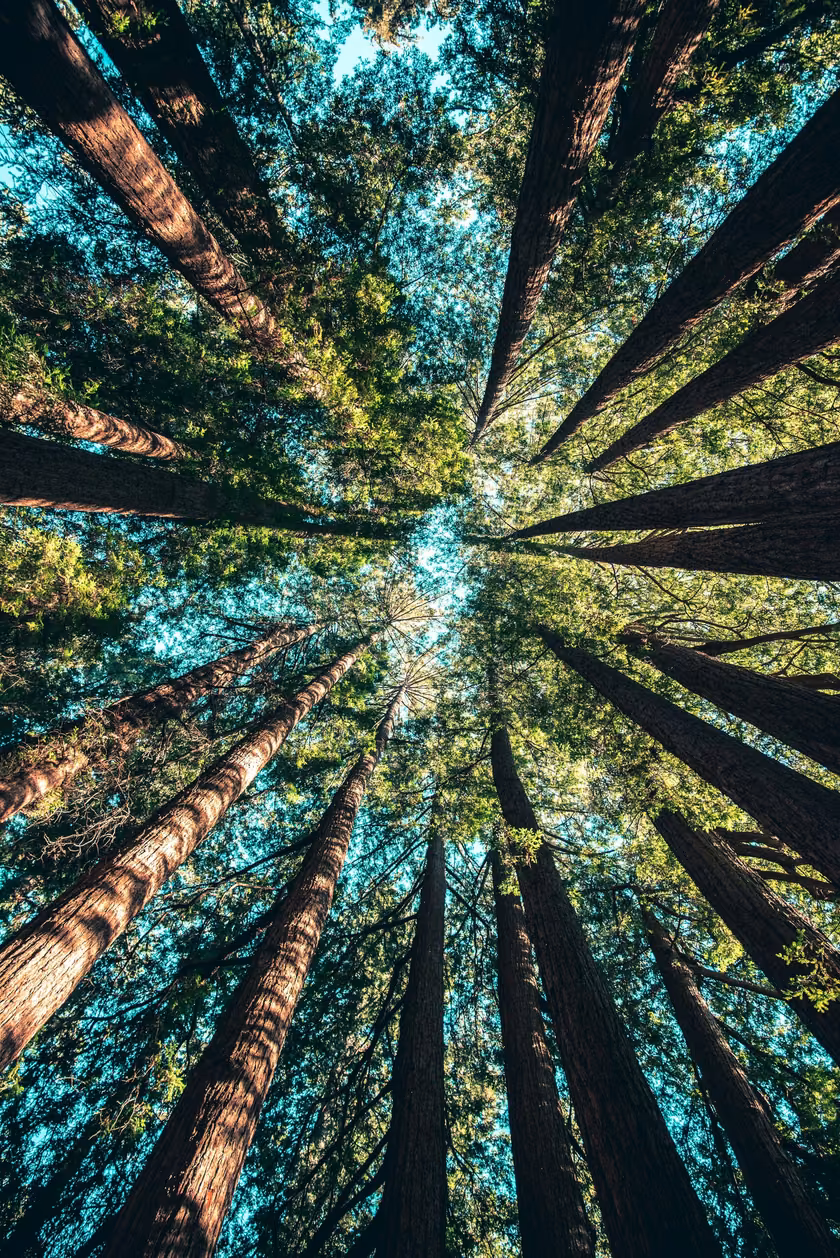 A forest canopy seen from the floor